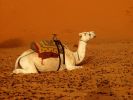 Camel at Erg Chebbi desert.jpg