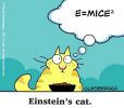 Gatos de Einstein7.jpg