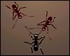Juegos de lucha - Ants